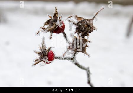 Bacche di fragole surgelate ricoperte di neve Foto Stock