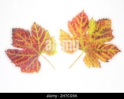 foto studio di variopinte foglie di vite su sfondo bianco Foto Stock