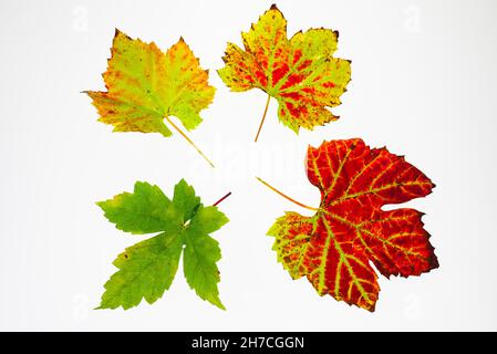 foto studio di variopinte foglie di vite su sfondo bianco Foto Stock