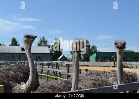 Struzzo curioso guardando i visitatori. Struzzi africani Foto Stock