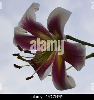 Un grande fiore di giglio preso in primo piano. Un bel fiore su uno sfondo sfocato. Foto Stock