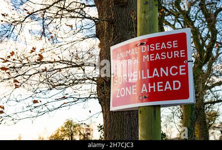 Preston, Lancashire, Regno Unito. 21 Nov 2021. Misura di controllo delle malattie degli animali, cartello di sorveglianza zone ahead, Preston, Lancashire. Credit: John Eveson/Alamy Live News Foto Stock