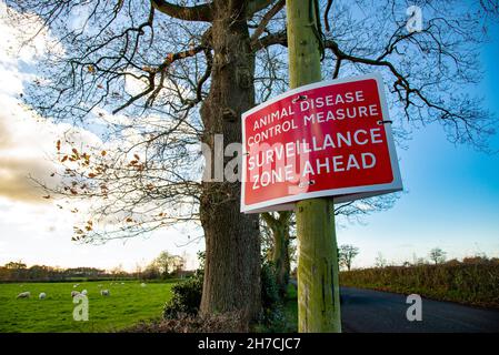 Preston, Lancashire, Regno Unito. 21 Nov 2021. Misura di controllo delle malattie degli animali, cartello di sorveglianza zone ahead, Preston, Lancashire. Credit: John Eveson/Alamy Live News Foto Stock