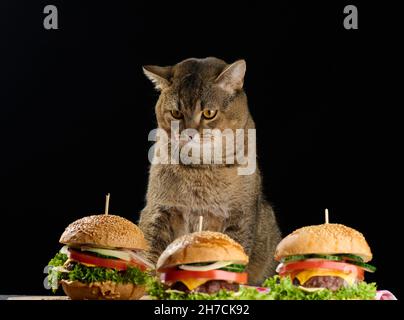 Il gatto diritto scozzese grigio per adulti si siede vicino agli cheeseburgers sul tavolo, sfondo nero Foto Stock