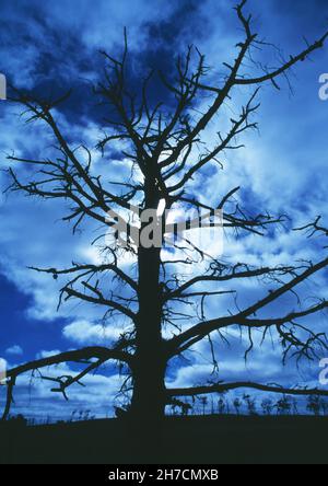 Australia. Queensland. Silhouette di albero senza foglie contro il cielo notturno, illuminato dalla luna. Foto Stock