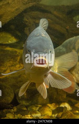 Carpa, carpa comune, carpa europea (Cyprinus carpio), carpa a specchio dalla parte anteriore, Germania Foto Stock