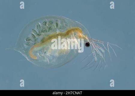 fuga d'acqua comune (cf Daphnia pulex), con il novellame nel suo sacco da riproduzione, Germania, Baviera Foto Stock