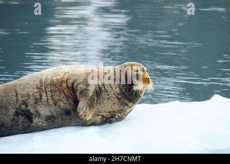 Foca bugnata (Erignathus barbatus), sdraiata su un galletto di ghiaccio, Norvegia, Svalbard Foto Stock