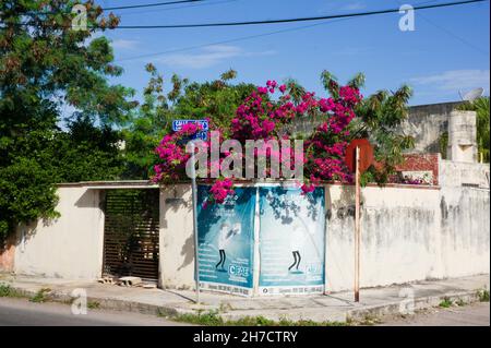 Vecchio muro con poster tempo, piante fiorite, e alberi Foto Stock