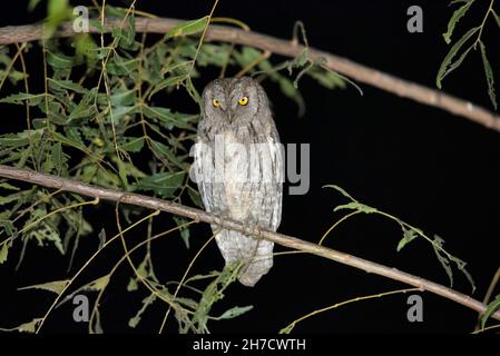 Eurasian Scops Owl, Otus Scops, Bhigwan, Solapur, Pune, Maharashtra, India Foto Stock