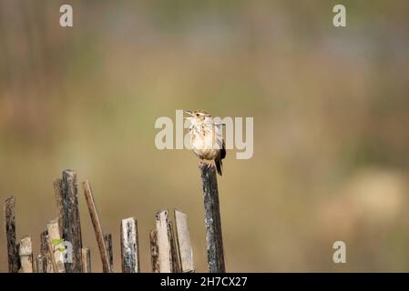 Bush Lark di Jerdon, Mirafra affinis, Bangalore, Karnataka, India Foto Stock