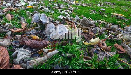 Sgabelli non identificati che crescono tra erba e foglie cadute su un terreno boscoso Foto Stock