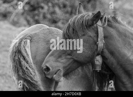 Foto in scala di grigi di cavalli in un campo alla luce del giorno con uno sfondo sfocato Foto Stock