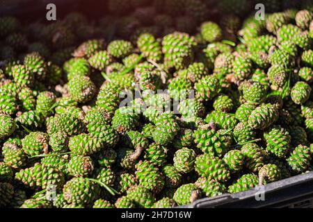 i coni di pino verde sono in vendita al mercato degli erboristi. Un rimedio popolare per rafforzare il sistema immunitario e fare marmellata Foto Stock