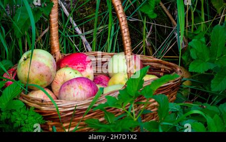 Mele rosse e verdi appena raccolte in cestino su erba verde. Foto Stock