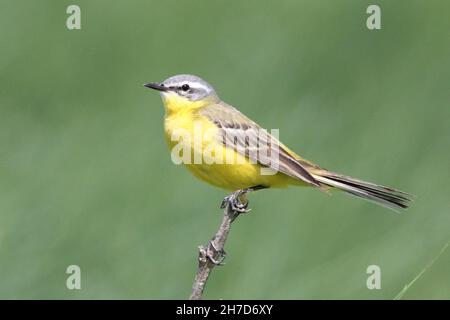 Maschio di Wagtail giallo (Motacilla flava) arroccato su un ramoscello in una palude vicino Sehestedt, Germania Foto Stock