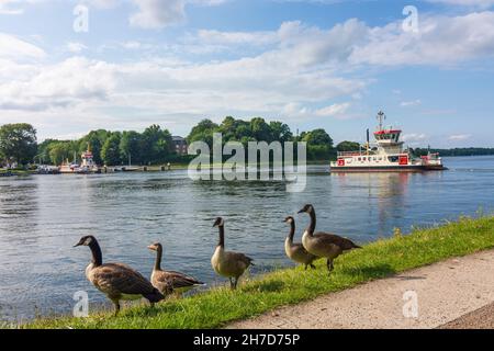 Rendsburg: Traghetto a Nobiskrug su Nord-Ostsee-Kanal (canale Kiel), oche canadesi (Branta canadensis) a Binnenland, Schleswig-Holstein, Germania Foto Stock