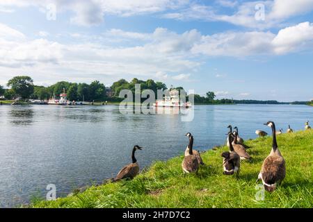 Rendsburg: Traghetto a Nobiskrug su Nord-Ostsee-Kanal (canale Kiel), oche canadesi (Branta canadensis) a Binnenland, Schleswig-Holstein, Germania Foto Stock