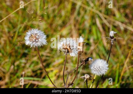 Giro perfetto tarassaco blowball fotografato su Elfer montagna, la Valle dello Stubai in Tirolo, Austria nel mese di settembre Foto Stock