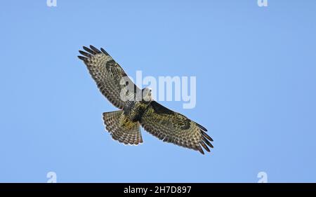 Comune buzzard, Buteo buteo, che si alza sopra, sotto il cielo blu Foto Stock