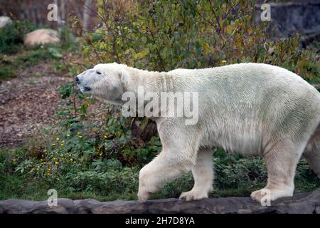 Gelsenkirchen, Germania. 15 Nov 2021. Eisbaer, Polarbaer, Ursus Maritimus, Zoom Erlebniswelt in Gelsenkirchen, 15 novembre 2021 Credit: dpa/Alamy Live News Foto Stock