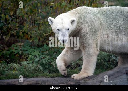 Gelsenkirchen, Germania. 15 Nov 2021. Eisbaer, Polarbaer, Ursus Maritimus, Zoom Erlebniswelt in Gelsenkirchen, 15 novembre 2021 Credit: dpa/Alamy Live News Foto Stock