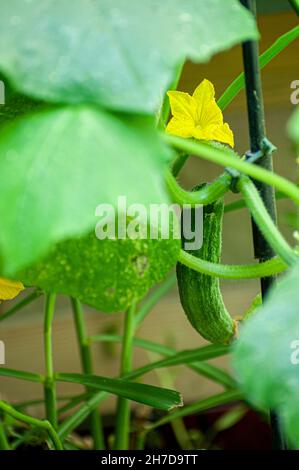 Giallo fiore di cetriolo in un urbano orto Foto Stock