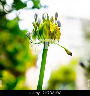 Blu giglio africano (Agapanthus) fiori in un giardino. Fotografato in Gerusalemme Israele in giugno Foto Stock