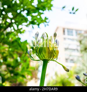 Blu giglio africano (Agapanthus) fiori in un giardino. Fotografato in Gerusalemme Israele in giugno Foto Stock