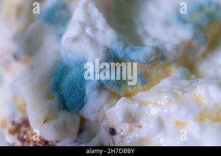 Primo piano della muffa verde che cresce sul yogurt dovuto passato Foto Stock