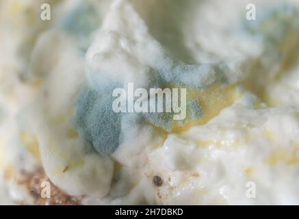 Primo piano della muffa verde che cresce sul yogurt dovuto passato Foto Stock