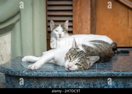 Due gatti bianchi e grigi si trovano su una piastrella di marmo, riposando e godendo il tempo, concentrarsi sul primo gatto Foto Stock