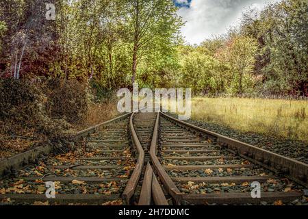 treno piste che attraversano una foresta Foto Stock