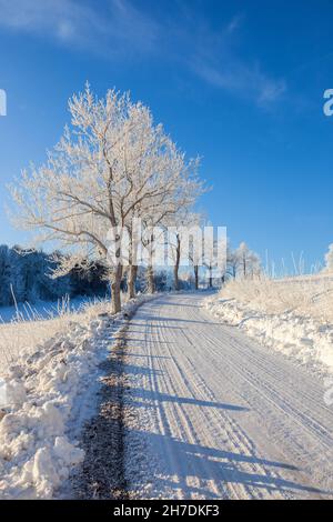 Alberi che costeggiano una strada invernale in una bella giornata invernale Foto Stock