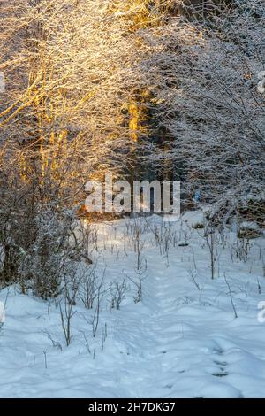 Sentiero innevato attraverso i boschi Foto Stock