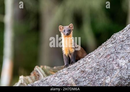 Kit di martora di pino (Martes Martes) nel bosco scozzese durante la luce del giorno di agosto Foto Stock