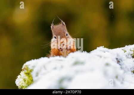 Scoiattolo rosso (Sciurus vulgaris) che mangia un dado dietro la riva innevata Foto Stock