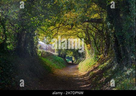 Un uomo che cammina lungo il percorso attraverso il tunnel dell'albero di Halnaker in una giornata di sole in autunno vicino Chichester, West Sussex, Inghilterra. Foto Stock
