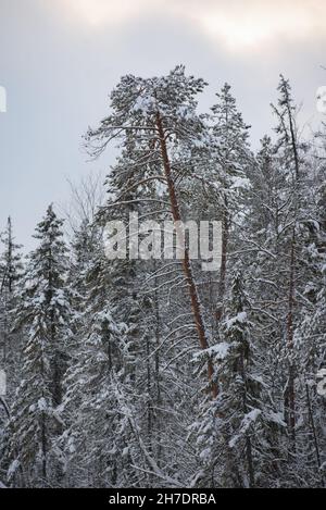 Un paesaggio innevato di una foresta invernale con cime di alberi ricoperte di gelo e spesse calotte di neve. Foto Stock