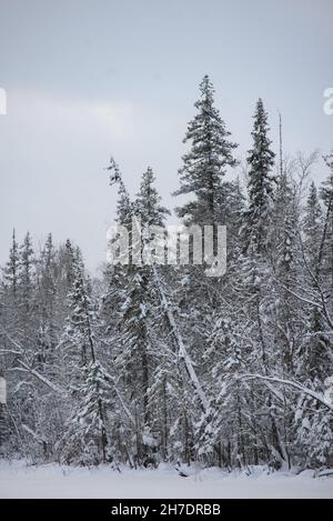 Un paesaggio innevato di una foresta invernale con cime di alberi ricoperte di gelo e spesse calotte di neve. Foto Stock