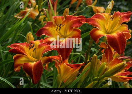 Hemerocallis Panic a Detroit. Bellissimi fiori rossi da giorno. Giallo gola. I daylilies rossi fioriscono in estate. Foto Stock