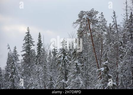 Un paesaggio innevato di una foresta invernale con cime di alberi ricoperte di gelo e spesse calotte di neve. Foto Stock