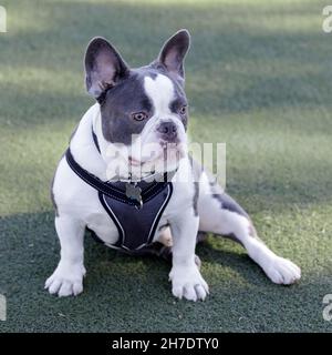8 mesi-vecchio blu e bianco pied Frenchie Puppy maschio seduto comodamente. Parco per cani al guinzaglio nella California settentrionale. Foto Stock