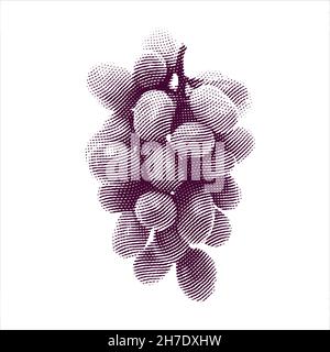 Illustrazione incisa di uve isolate su sfondo bianco Illustrazione Vettoriale