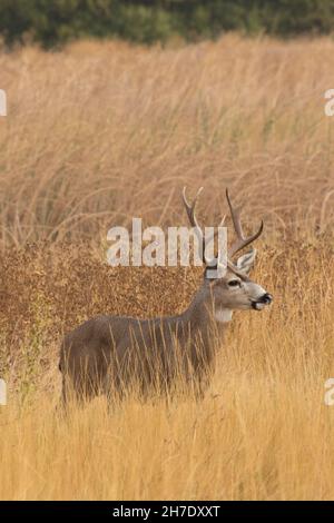 Un trofeo maturo di Deer dalla coda nera che si trova nell'habitat delle praterie nella San Joaquin Valley in California. Foto Stock