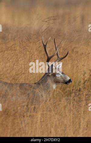 Sul San Luis NWR, CA, un'allerta scudetto di cervi dalla coda nera si pone in un habitat montano Foto Stock