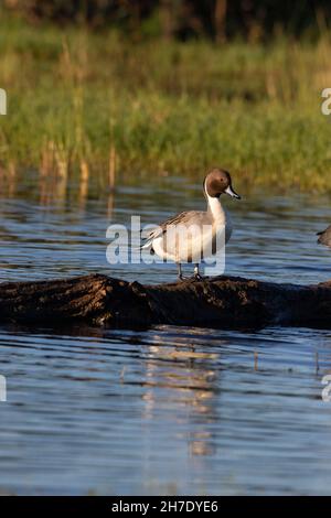 Un drago Northern Pintail, Anas acuta, che indossa una fascia in alluminio per le gambe, si posa su un ceppo a lobi al Merced NWR, CA. Foto Stock