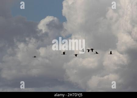 Sandhill Cranes, Grus canadensis, vola attraverso le torreggianti nuvole di tempeste sulla San Joaquin Valley della California. Foto Stock