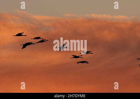 Sandhill Cranes, Grus canadensis, vola attraverso un tramonto colorato verso un sito paludoso di San Joaquin Valley. Foto Stock