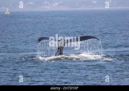 Whale humpback, Megaptera novaengliae, inizia una profonda immersione nella baia di Monterey vicino Moss Landing, California. Foto Stock